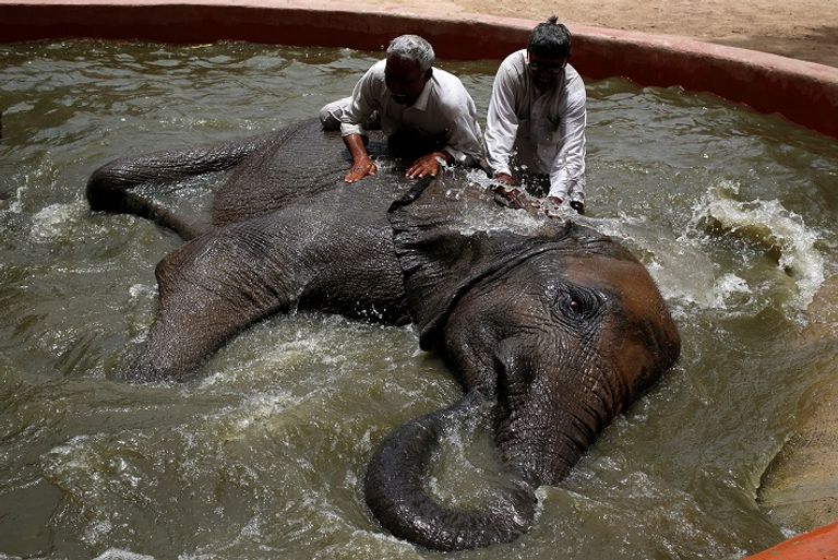 معدلات الوفاة في كراتشي وصلت إلى 65 حالة الأسبوع الماضي