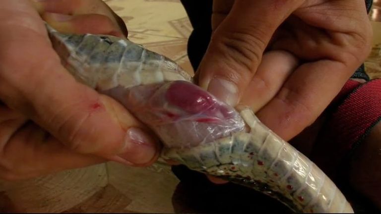 أغرب الأطعمة في العالم