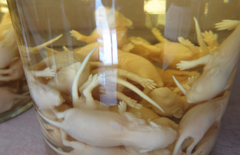 أغرب الأطعمة في العالم