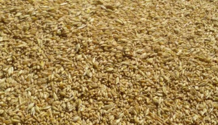 روسيا تقول إن مصر قبلت شحنة القمح بعد فحص ثان