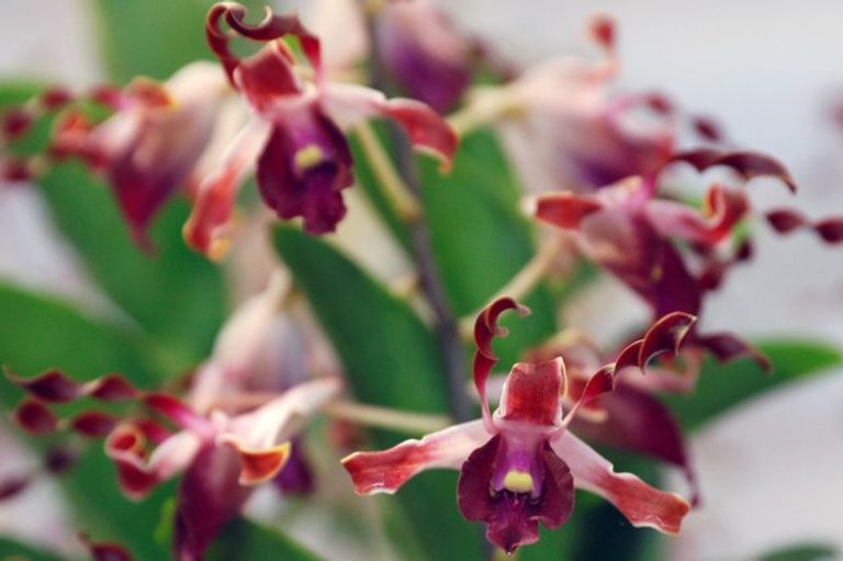 زهور الأوركيد