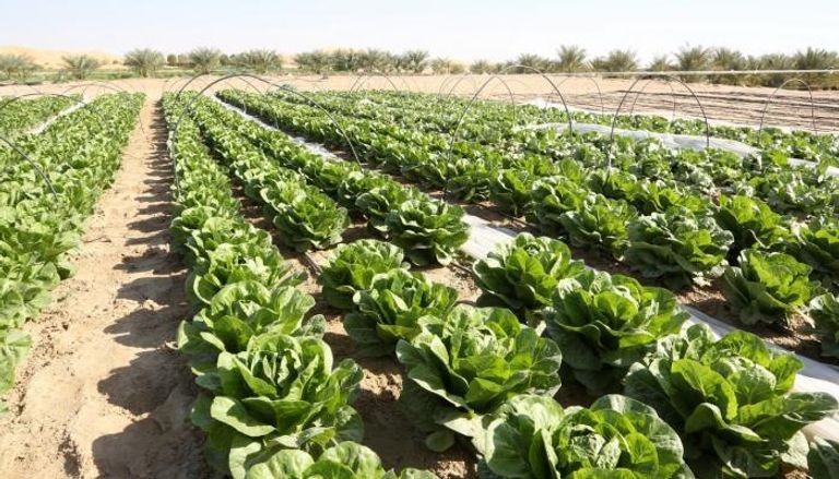 مبادرات زراعية جديدة في أبوظبي 