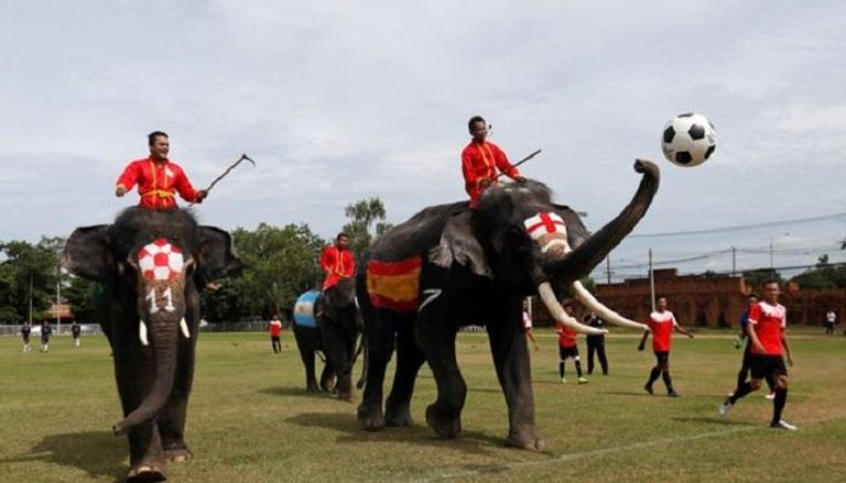  حملة بالأفيال لمناهضة المراهنات في تايلاند
