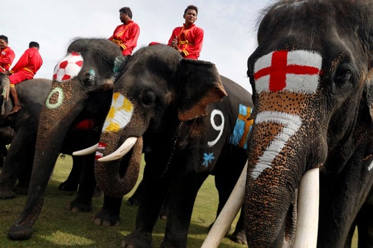حملة بالأفيال لمناهضة المراهنات في تايلاند