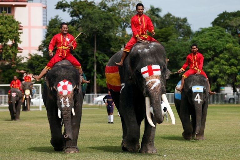 حملة بالأفيال لمناهضة المراهنات في تايلاند