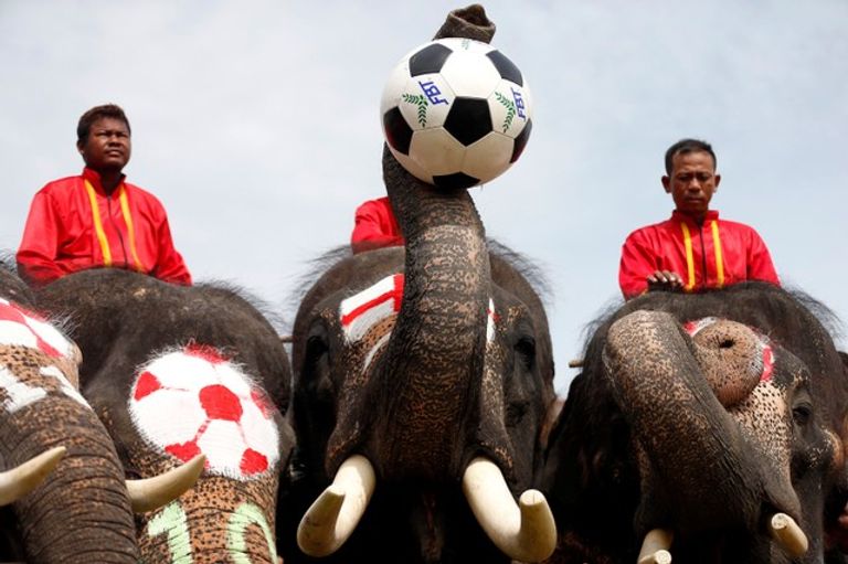 حملة بالأفيال لمناهضة المراهنات في تايلاند