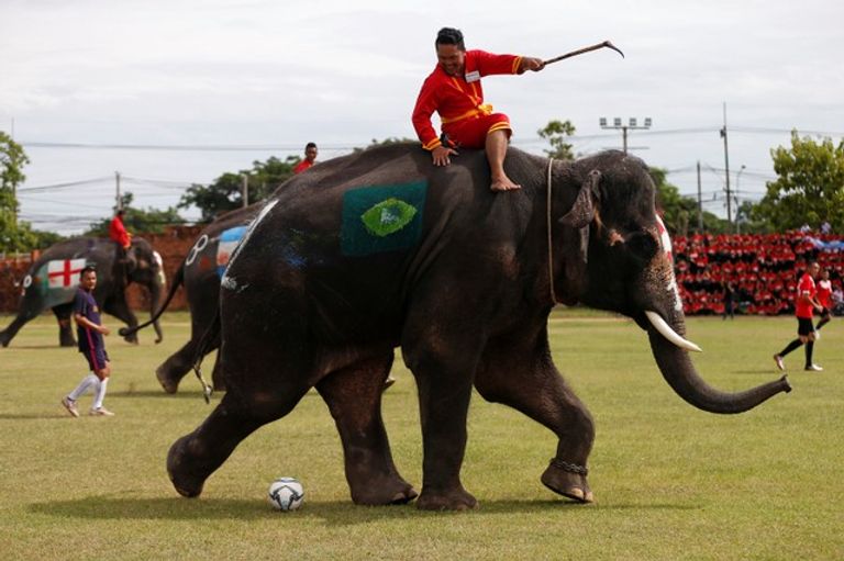 حملة بالأفيال لمناهضة المراهنات في تايلاند