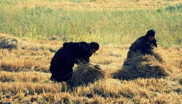العراق يحظر زراعة الأرز بسبب شح المياه