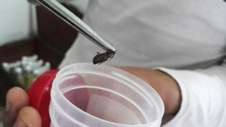 سحب عينات من دم الأطفال لتشخيص مرض شاغاس