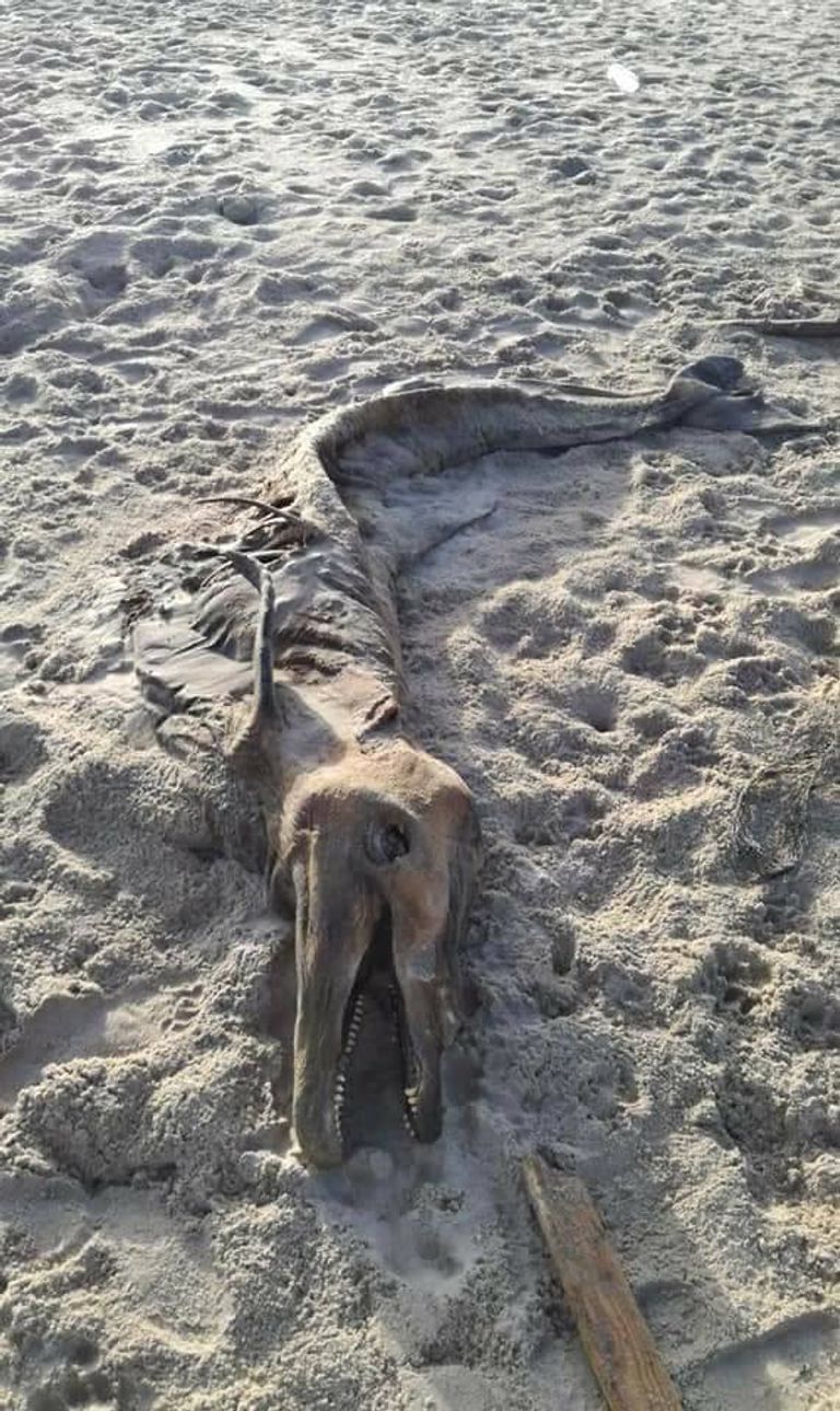 الفريق البحثي المصري بعد تشريح الدولفين