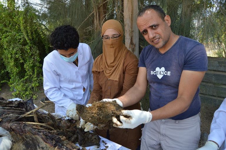 الفريق البحثي المصري بعد تشريح الدولفين