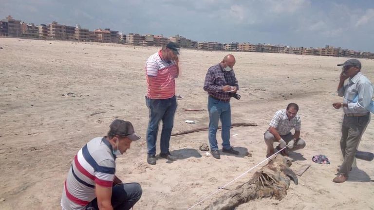 الفريق البحثي المصري بعد تشريح الدولفين