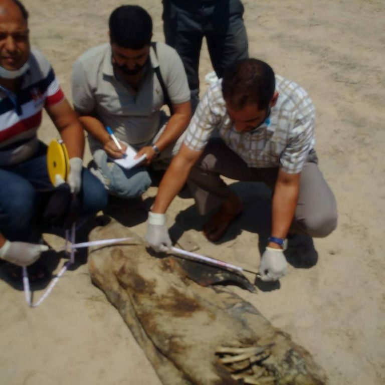 الفريق البحثي المصري بعد تشريح الدولفين