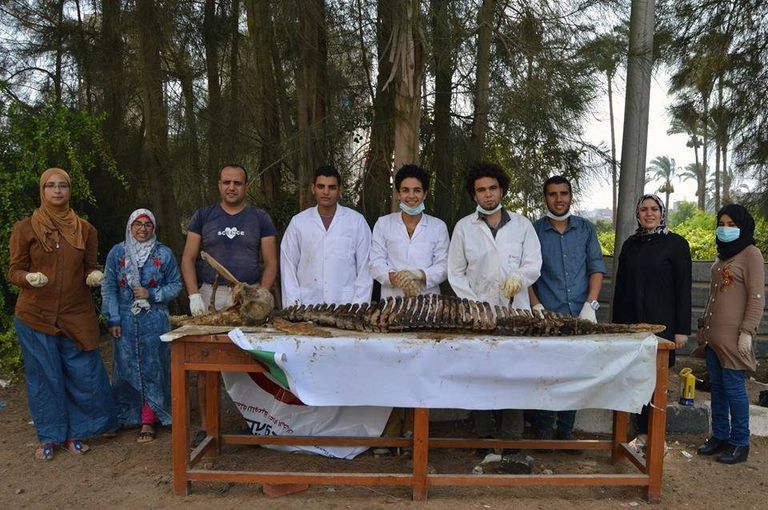 الفريق البحثي المصري بعد تشريح الدولفين