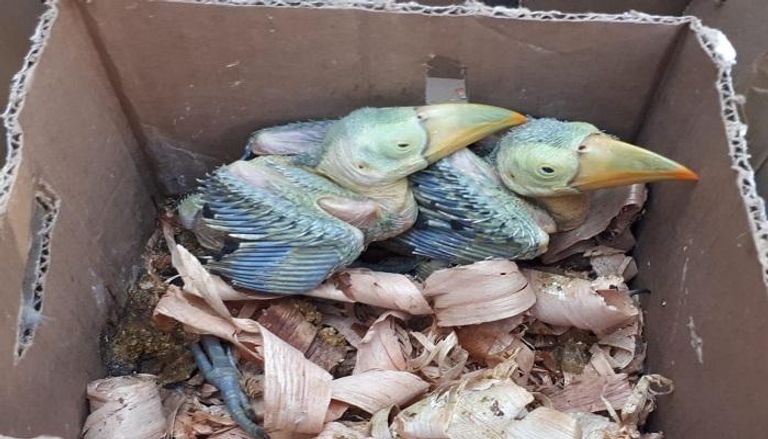 منظمة الإنتربول تعثر على طيور برية نادرة