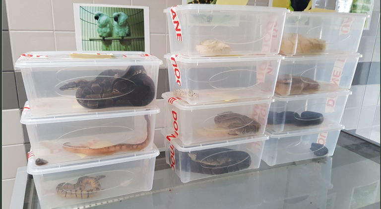 منظمة الإنتربول تعثر على طيور برية نادرة