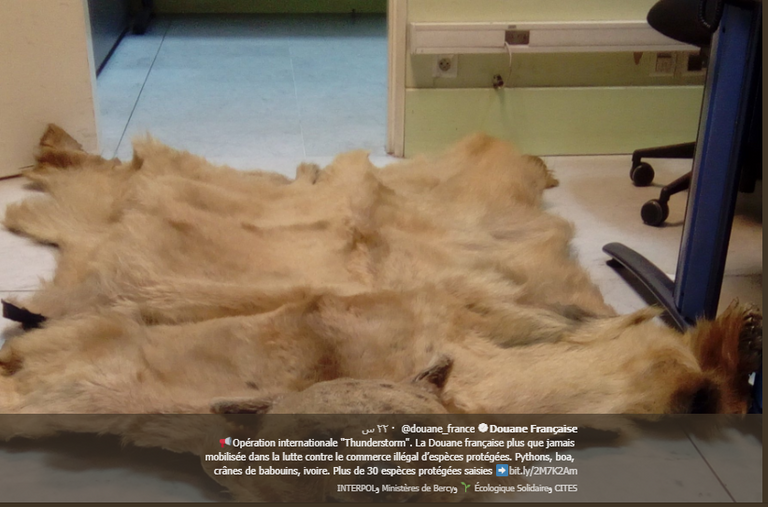 منظمة الإنتربول تعثر على طيور برية نادرة