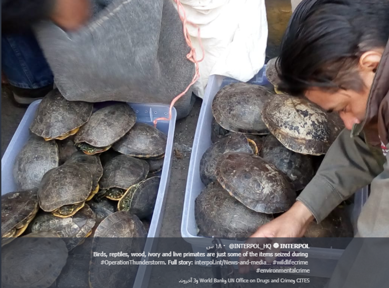 منظمة الإنتربول تعثر على طيور برية نادرة