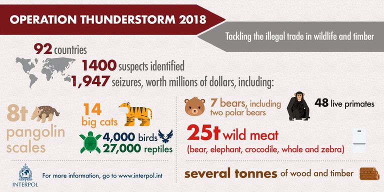 منظمة الإنتربول تعثر على طيور برية نادرة