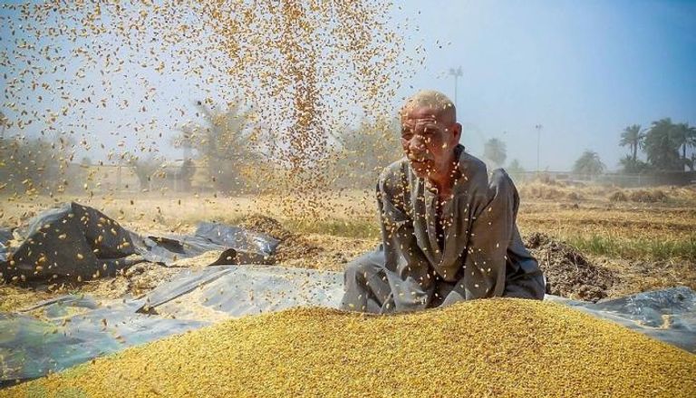 مصر تزيد من واردات القمح