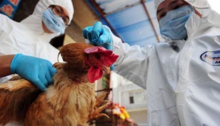 تفشّ ٍ  لإنفلونزا الطيور شديدة العدوى بالصين