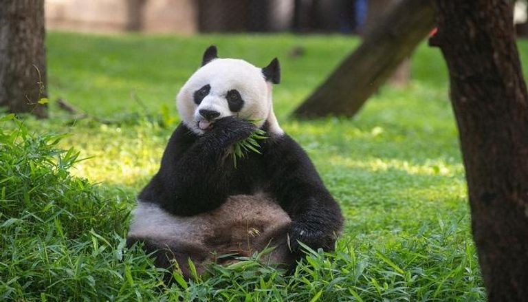 الباندا مي شيانج العملاقة 