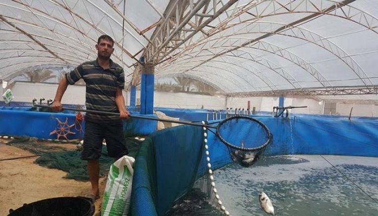 أحد العمال في مزرعة للسمك بغزة 