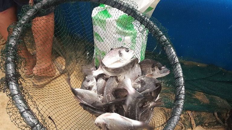 أحد العمال في مزرعة للسمك بغزة