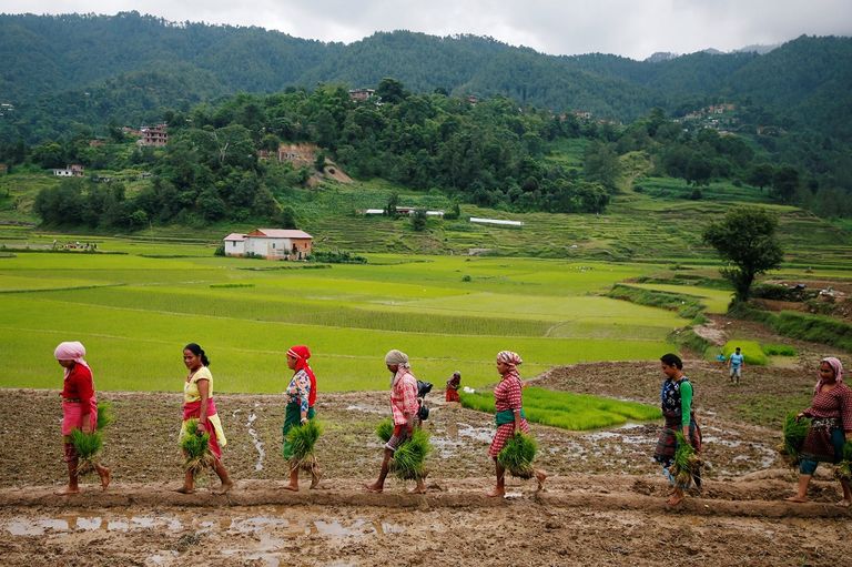 نيبال تحتفل بيوم الأرز الوطني