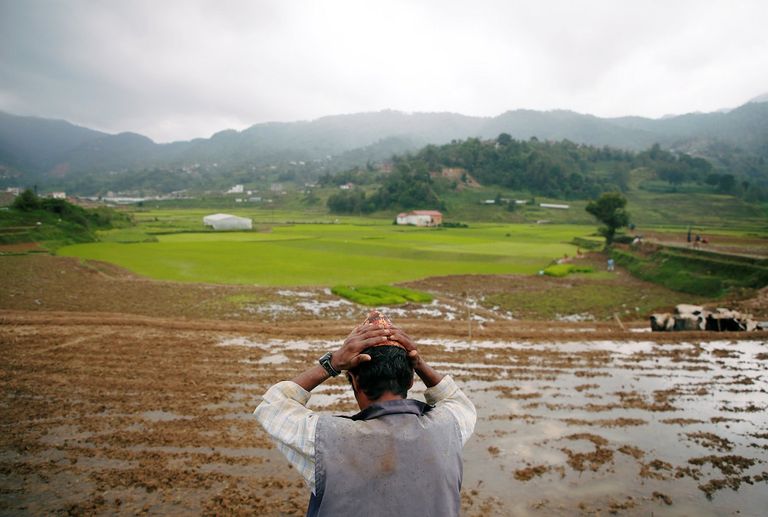 نيبال تحتفل بيوم الأرز الوطني