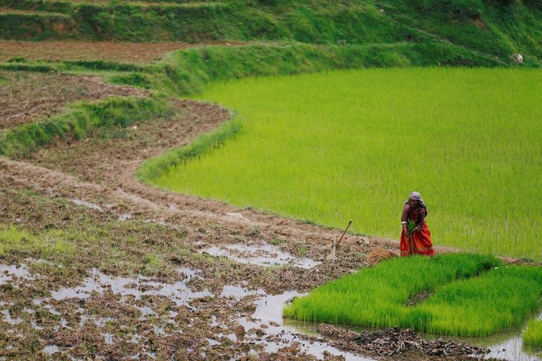 نيبال تحتفل بيوم الأرز الوطني
