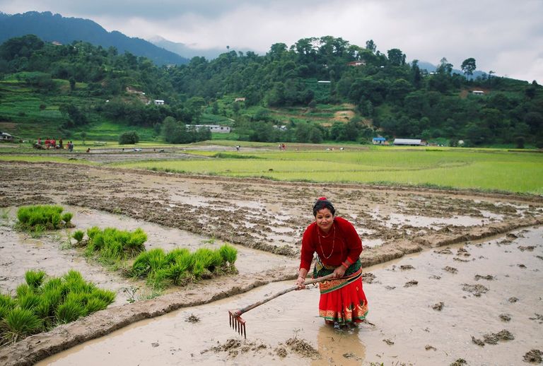 نيبال تحتفل بيوم الأرز الوطني