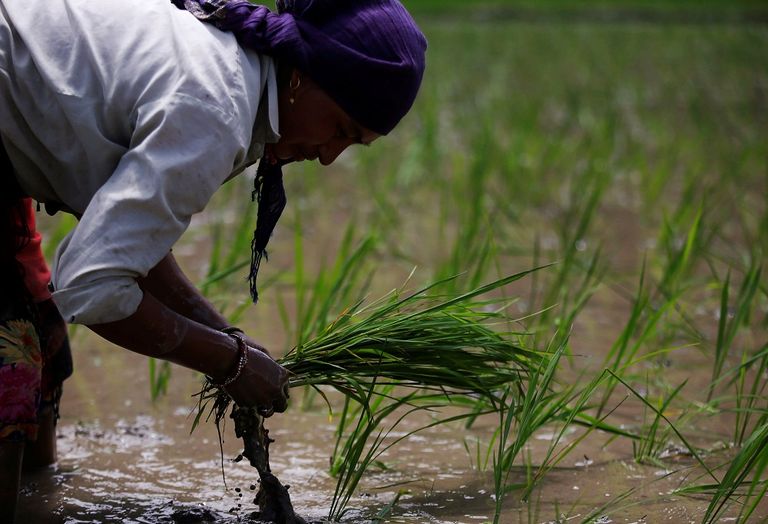 نيبال تحتفل بيوم الأرز الوطني