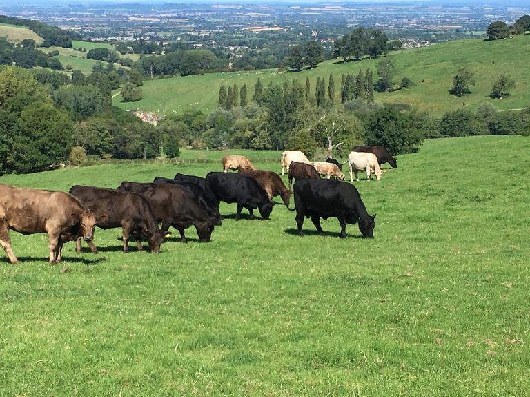 روزاموند يونج أثناء تجولهما بمزرعة كايتس نست فارم