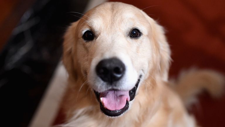 كلاب مدربة على مساعدة مرضى السكري