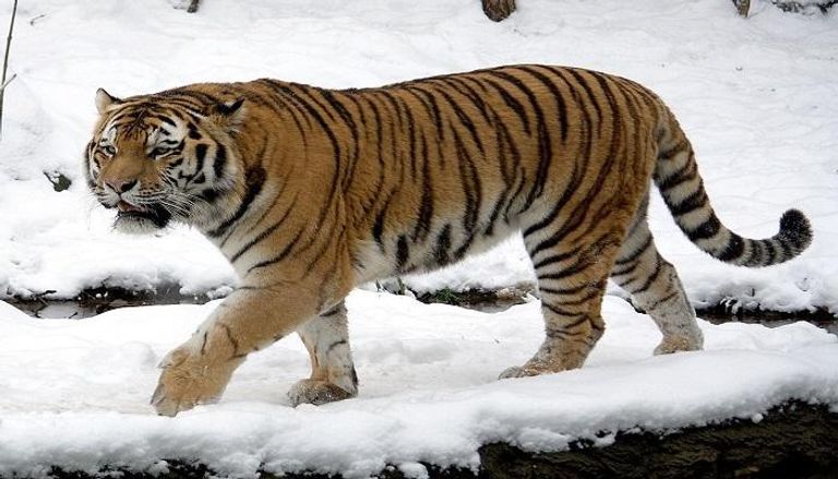 النمور السيبيرية مهددة بالانقراض