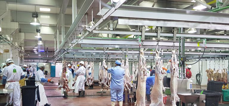 مسالخ بلدية مدينة أبوظبي