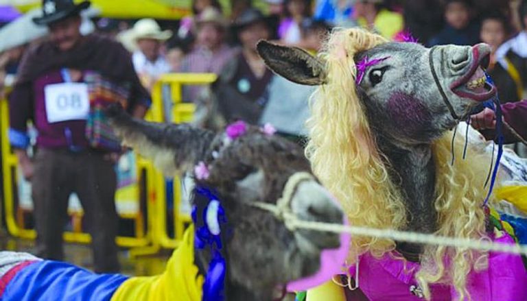 "أماسيخوس" الفائزة بالجائزة الكبرى في مهرجان الحمير السنوي بكولومبيا