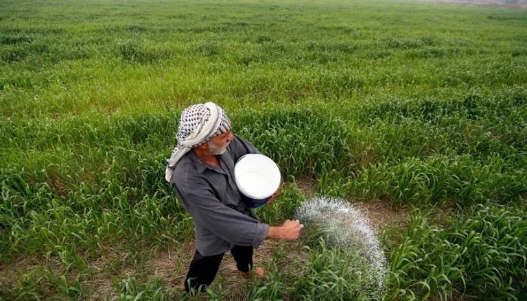 فلاح عراقي يقوم برش الأسمدة في حقل أرز بمحافظة النجف