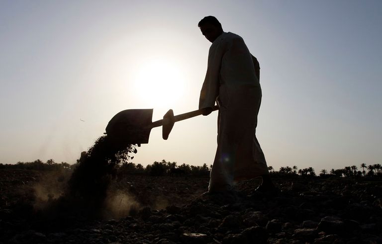 فلاح عراقي يقوم برش الأسمدة في حقل أرز بمحافظة النجف