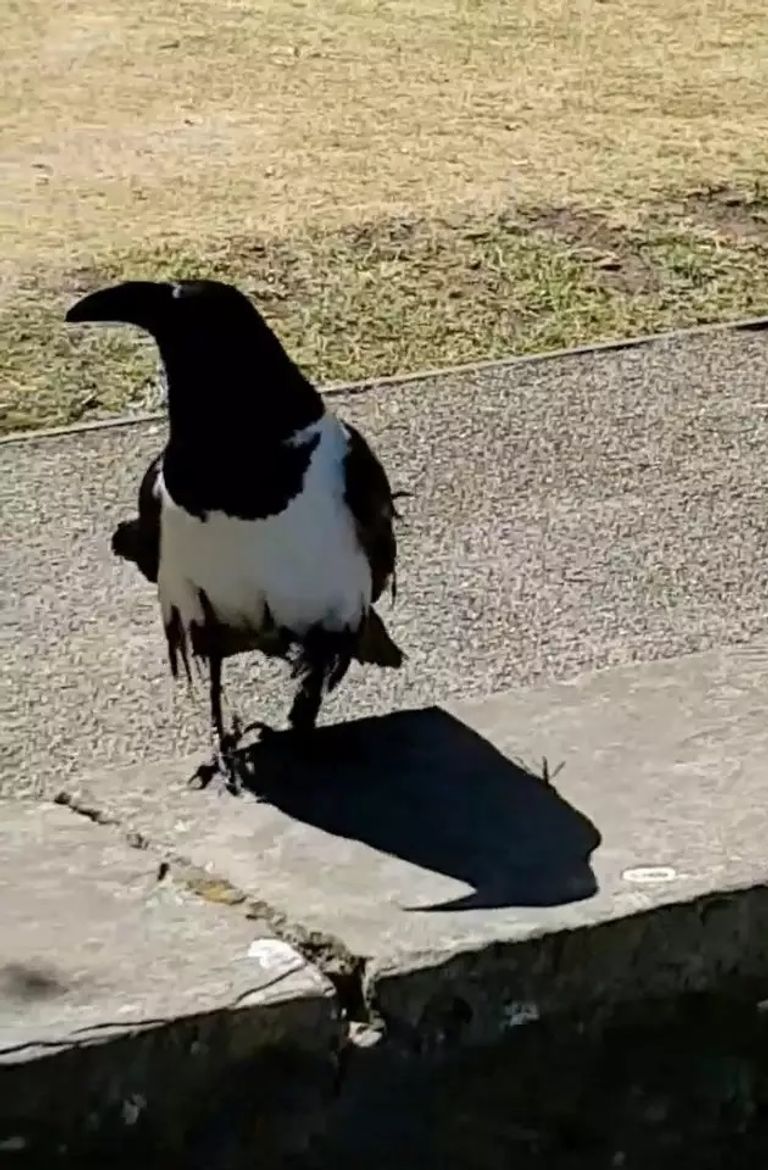 الغراب استقبل السياح بعبارات ترحيب