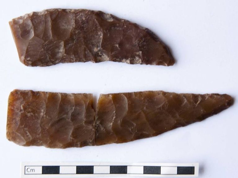 هيكل عظمي لكلب صيد من فصيلة "السلوقية" يعود لعصر ما قبل الأسرات