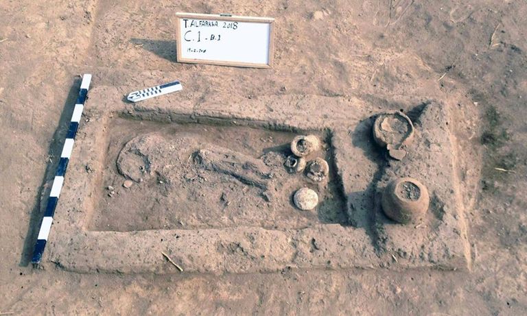 هيكل عظمي لكلب صيد من فصيلة "السلوقية" يعود لعصر ما قبل الأسرات