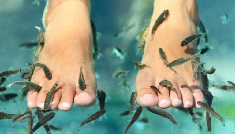 "باديكير السمك" يتم بوضع القدم في حوض من الأسماك الصغيرة