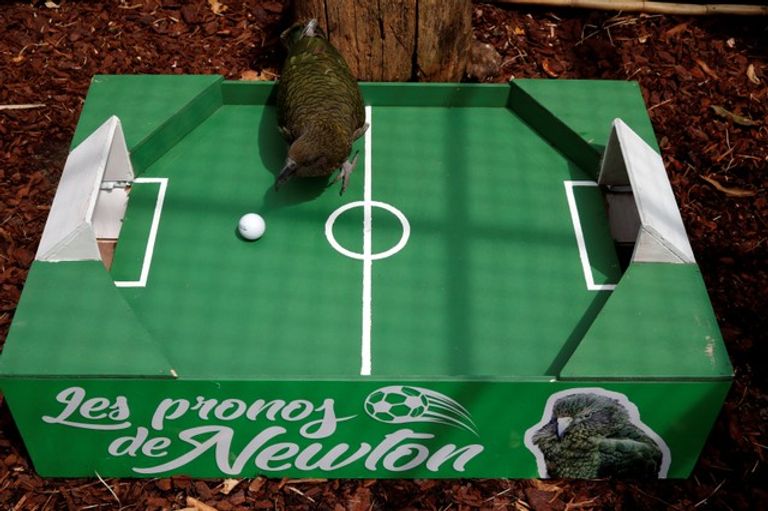 الببغاء "نيوتن" يتوقع نتيجة مباراة فرنسا وأوروجواي 