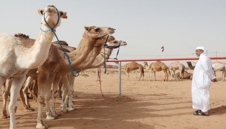 مسابقة "مزاينة الإبل" تضمنت 3 أشواط