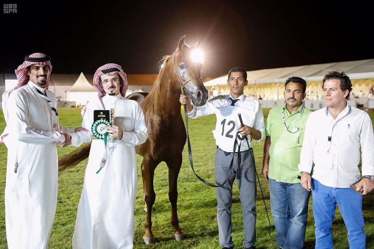 أحد الخيول المشاركة في المسابقة