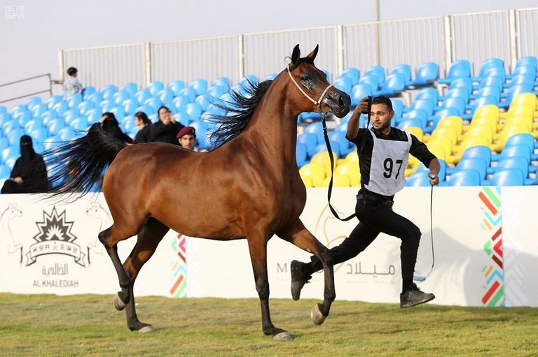 أحد الخيول المشاركة في المسابقة