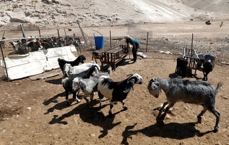 فلسطيني يعتني بماشيته في الخان الأحمر 