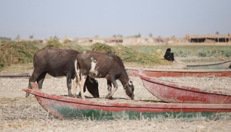 انخفاض المياه في منطقة الأهوار العراقية يهدد الحياة البرية - رويترز